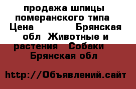 продажа шпицы, померанского типа › Цена ­ 15 000 - Брянская обл. Животные и растения » Собаки   . Брянская обл.